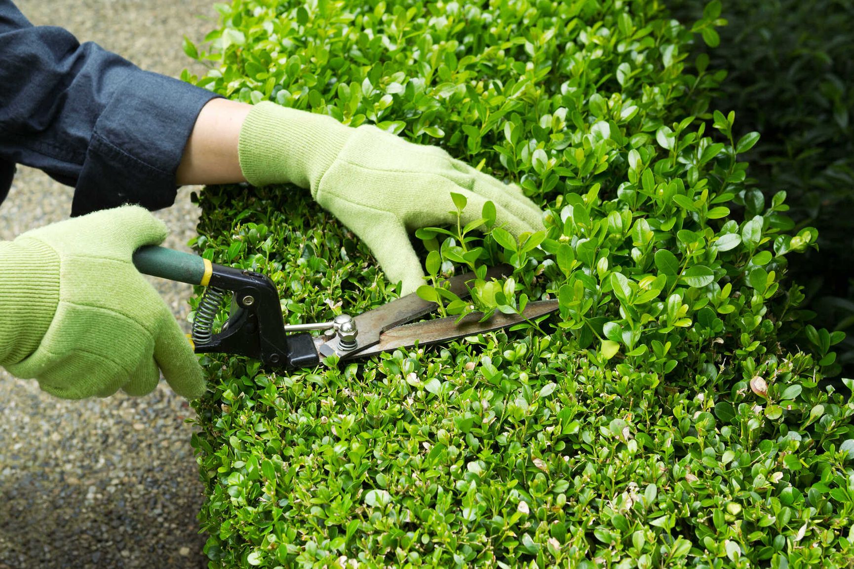 Nahaufnahme eines präzisen Heckenschnitts mit Gartenschere