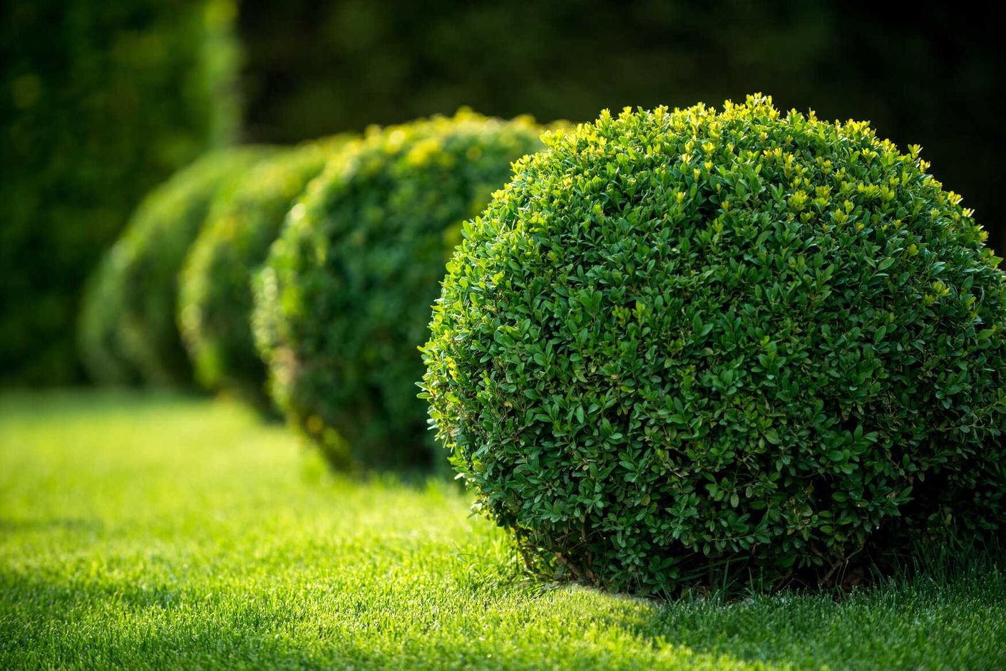 Gepflegte Büsche und Hecken auf einem Grundstück